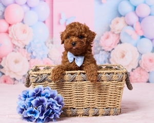 Abraham Lincoln F1B Cavapoo